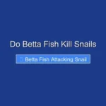 Do Betta Fish Kill Snails