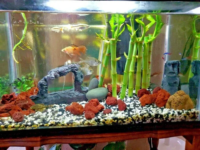 Can You Put Bamboo in a Betta Fish Tank Complete Guide