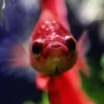 What Breed of Betta Fish Has Big Eyes