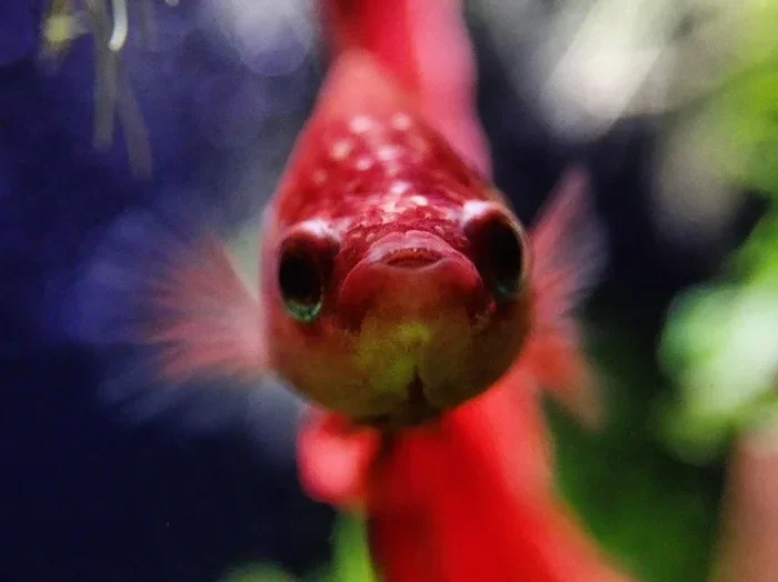 What Breed of Betta Fish Has Big Eyes