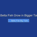 Do Betta Fish Grow in Bigger Tanks