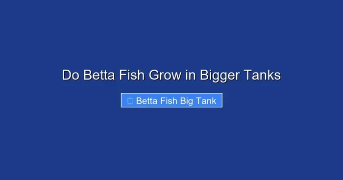 Do Betta Fish Grow in Bigger Tanks