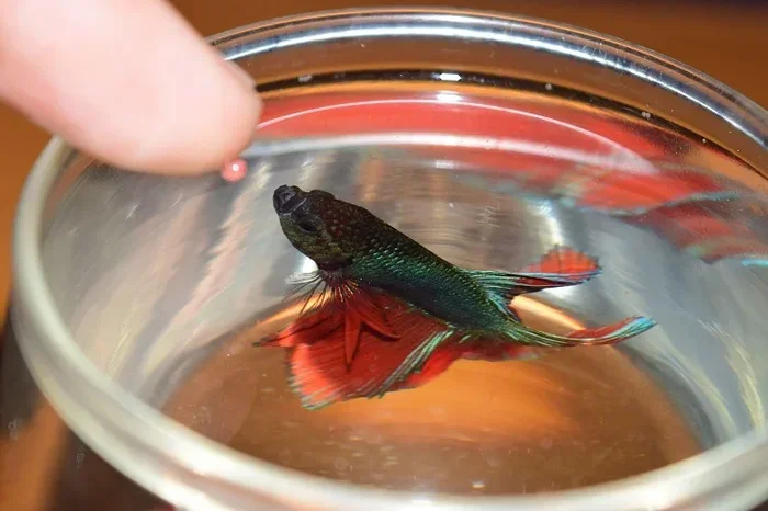 Do Betta Fish Bite Fingers Understand Their Aggressive Nature