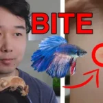 Can Betta Fish Bite You