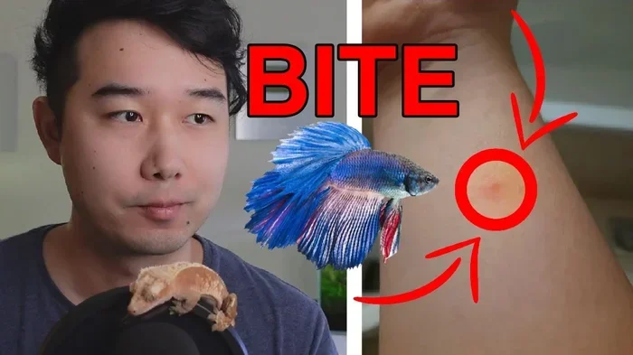 Can Betta Fish Bite You