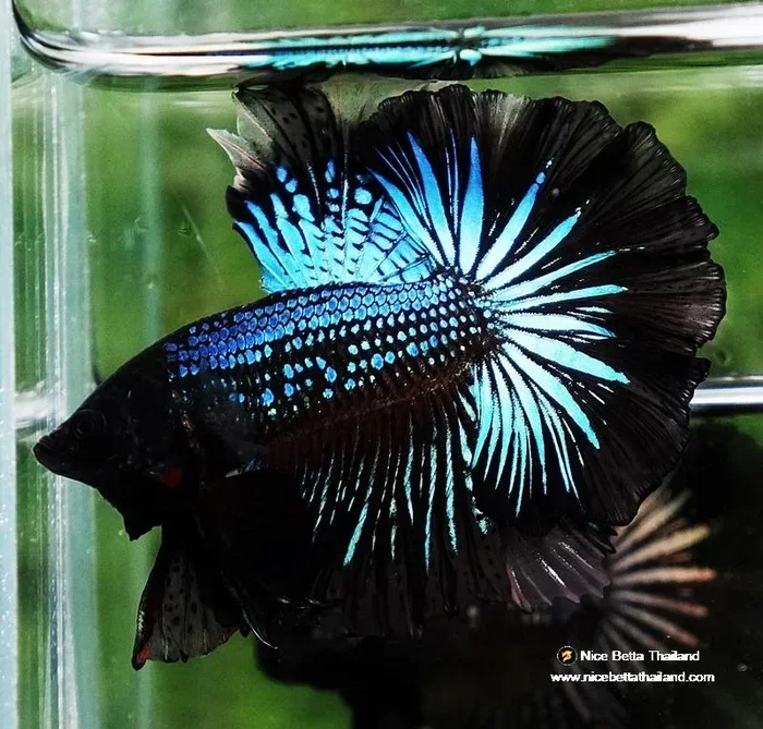 Do Betta Fish Glow Under Black Light