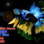 Is a Black Light Bad for Betta Fish