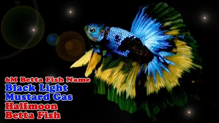 Is a Black Light Bad for Betta Fish