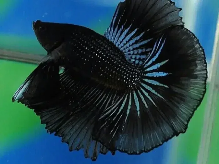 What Causes a Better Fish to Get Blackened Scales