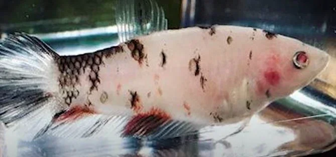 How to Tell If My Betta Fish Is Blind