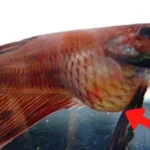 How to Stop Betta Fish Bloating