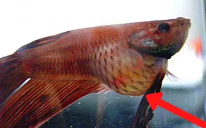 How to Stop Betta Fish Bloating