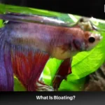 How to Reduce Bloating in Betta Fish