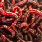 Can Betta Fish Eat Blood Worms