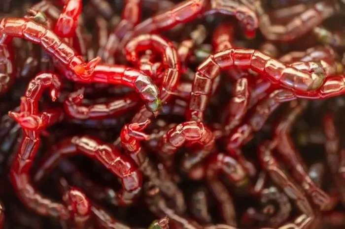 Can Betta Fish Eat Blood Worms