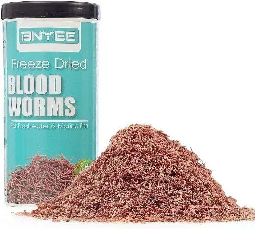 Can Betta Fish Eat Freeze Dried Bloodworms