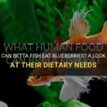 Can Betta Fish Eat Blueberries