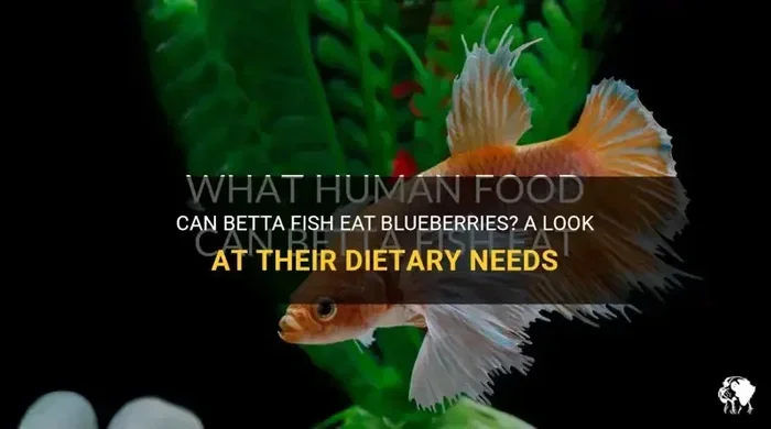 Can Betta Fish Eat Blueberries