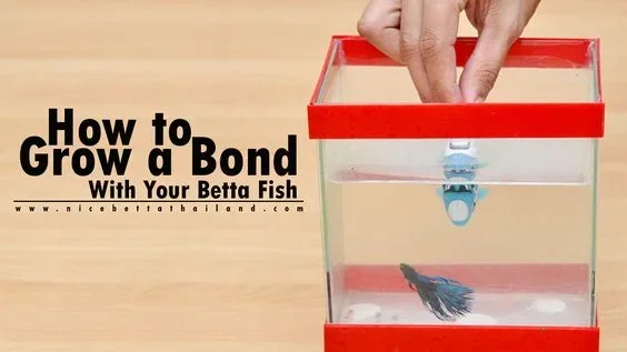 How Can You Tell If Betta Fish Wants to Connect