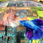 How to Pith a Betta Fish