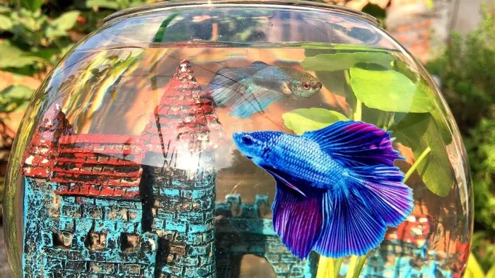 How to Pith a Betta Fish