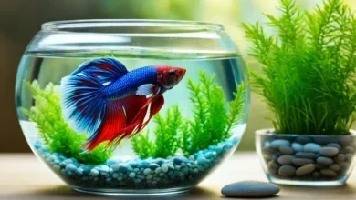 How to Take Care of a Betta Fish Bowl