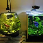 How to Prepare a Bowl for a Betta Fish