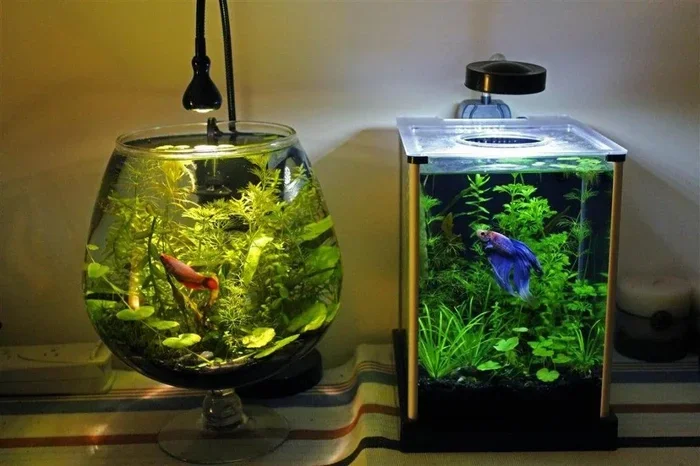 How to Prepare a Bowl for a Betta Fish
