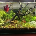 How to Properly Stimulate a Betta Fish Bowl