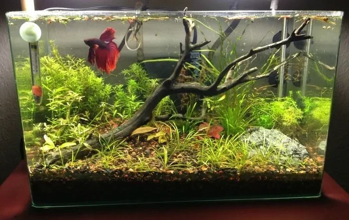 How to Properly Stimulate a Betta Fish Bowl