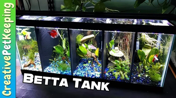 How to Set Up Your Betta Fish Bowl