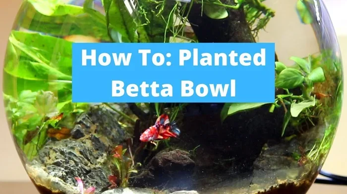 How to Setup a Betta Fish Bowl Without a Filter