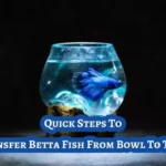 How to Move Betta Fish in a Bowl