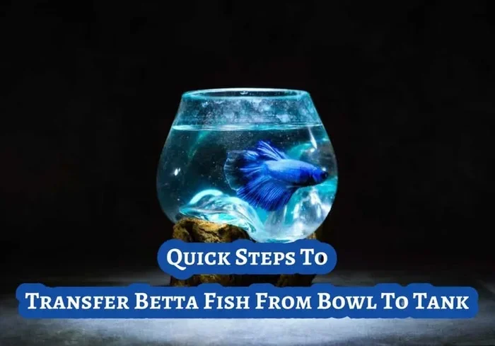 How to Move Betta Fish in a Bowl
