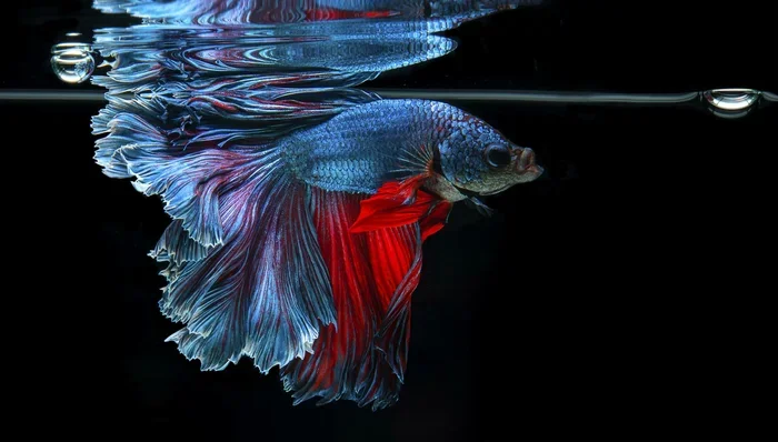 How Many Times Do Betta Fish Breathe