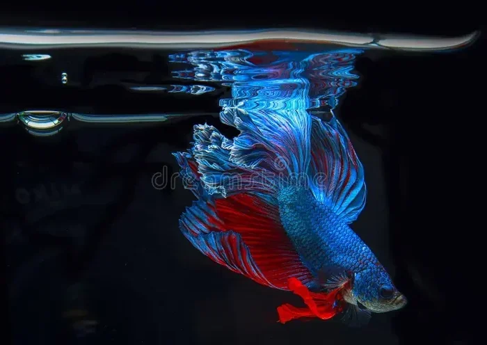How Do Betta Fish Breathe in Air