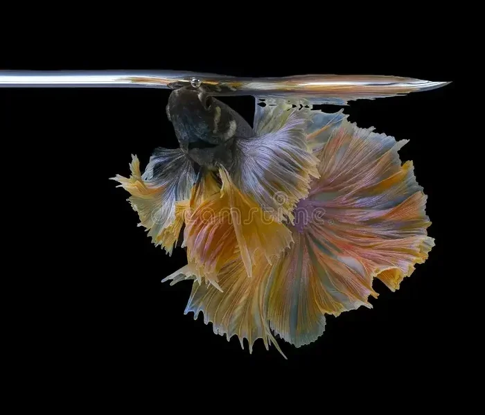 How Often Do Betta Fish Go Up for Air