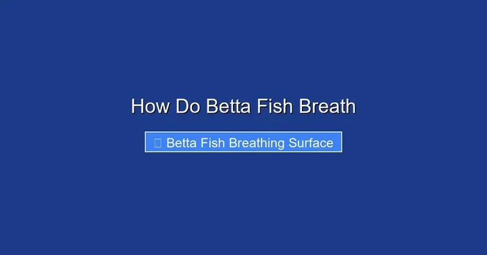 How Do Betta Fish Breath