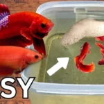 How Many Offsprings Can a Betta Fish Produce