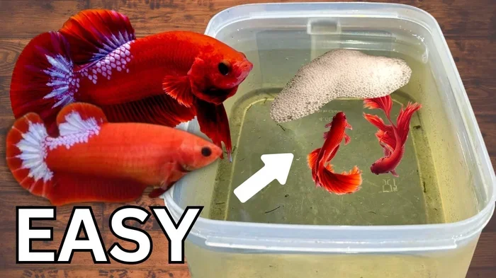 How Many Offsprings Can a Betta Fish Produce