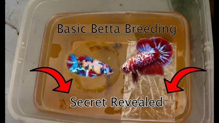 How Many Times Do Betta Fish Breed