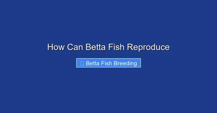 How Can Betta Fish Reproduce