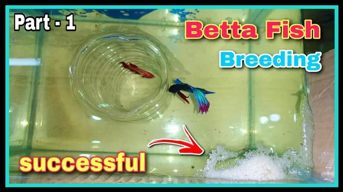 How to Make My Betta Fish Mate