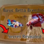 How to Prepare Betta Fish to Breed
