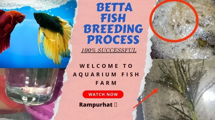 How Do Betta Fish Have Children