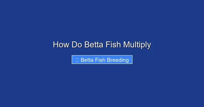 How Do Betta Fish Multiply