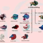 Do Betta Fish Die After Laying Eggs What You Need to Know