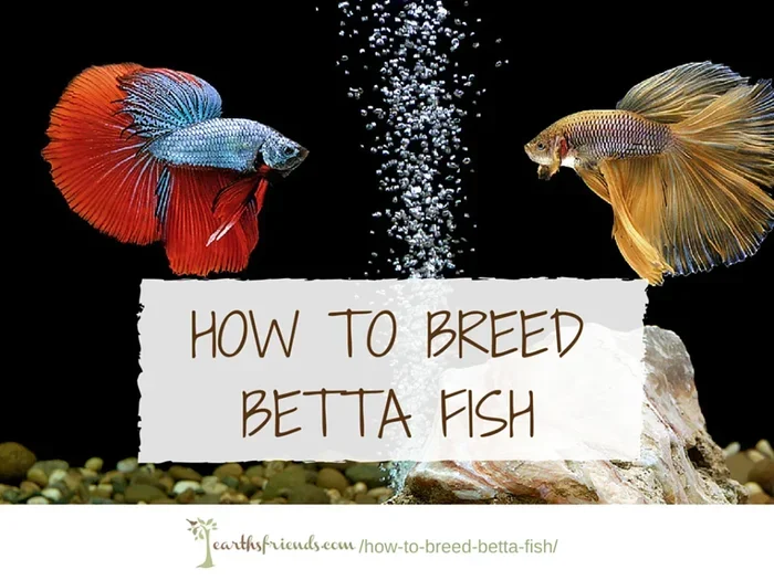 How Can a Betta Fish Have Babies