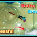 How to Breed Pet Store Betta Fish