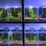 How to Breeding Betta Fish in Hindi